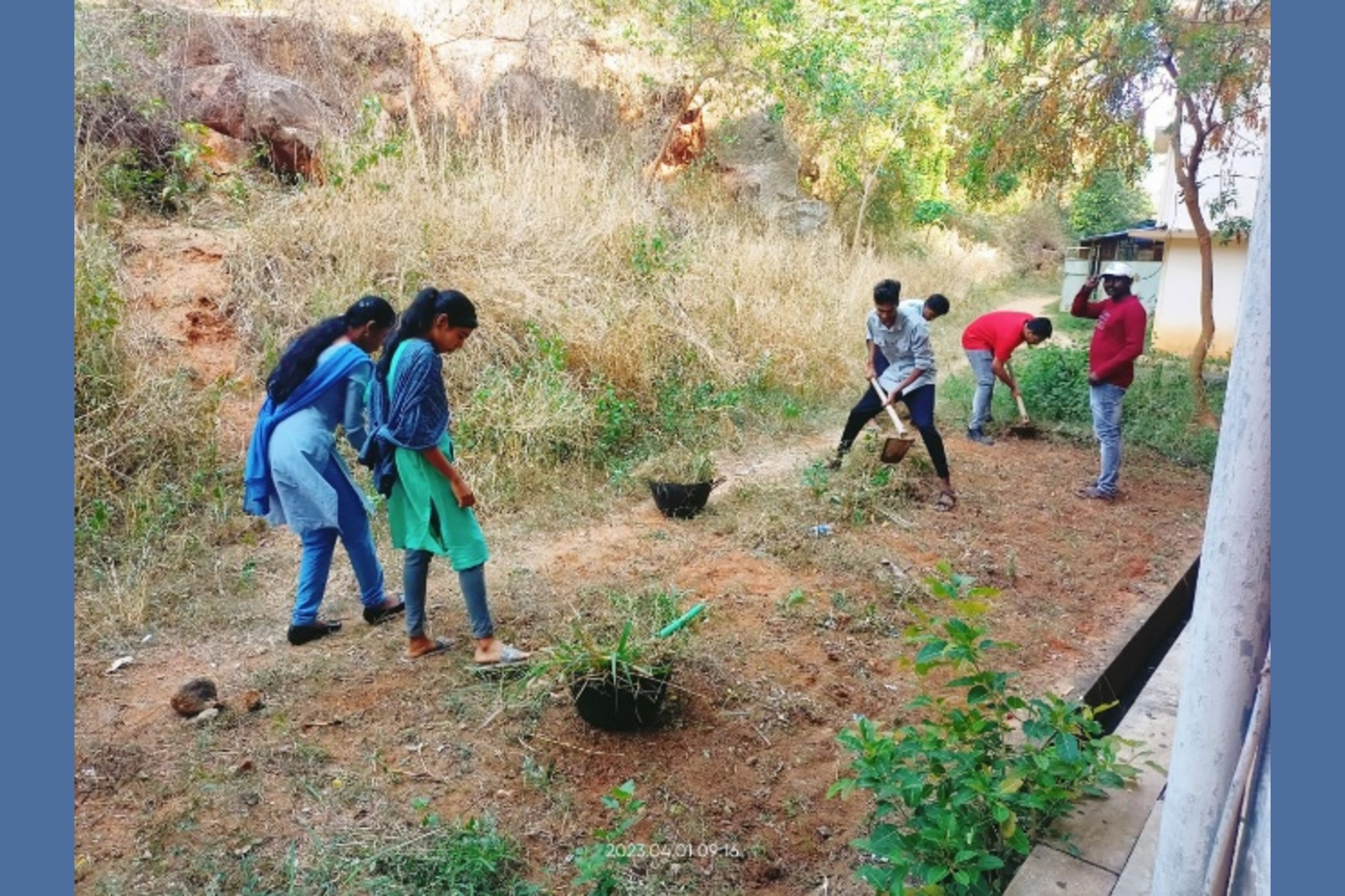 Tree Plantation